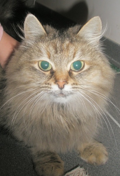 №135, Дарья Жалнина, 34 года, Пенза №135, Дарья Жалнина, 34 года, Пенза