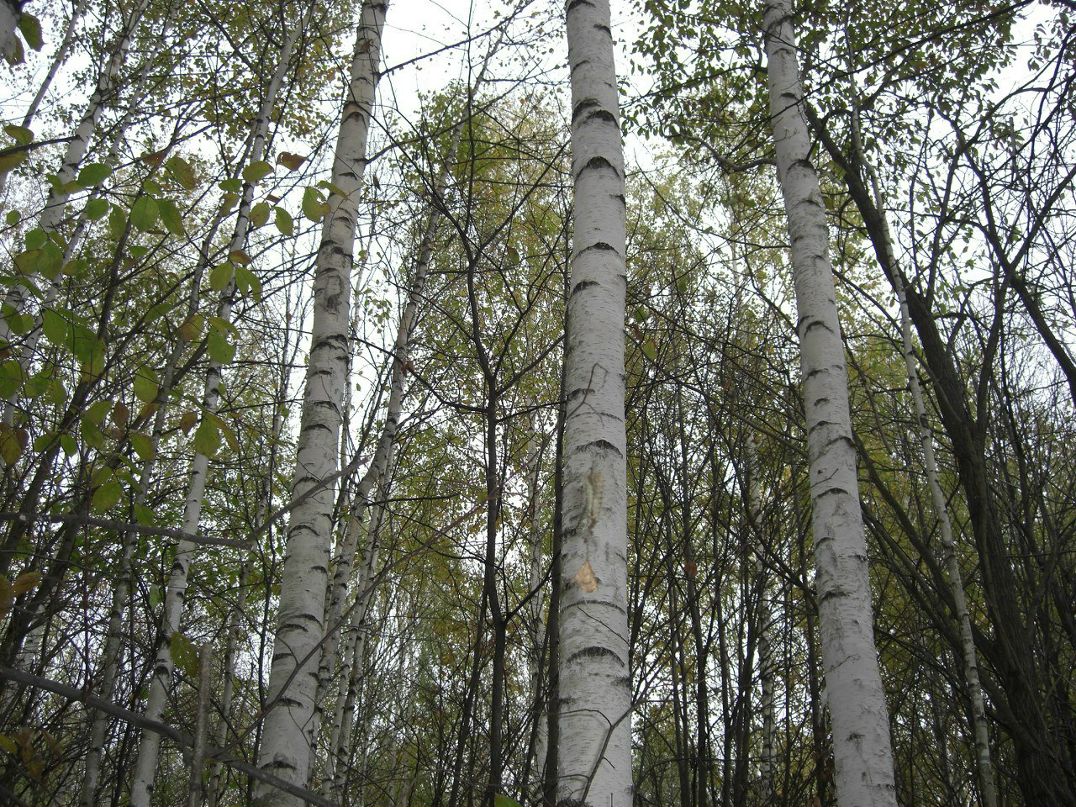 Зинур Абзалилов | Уфа