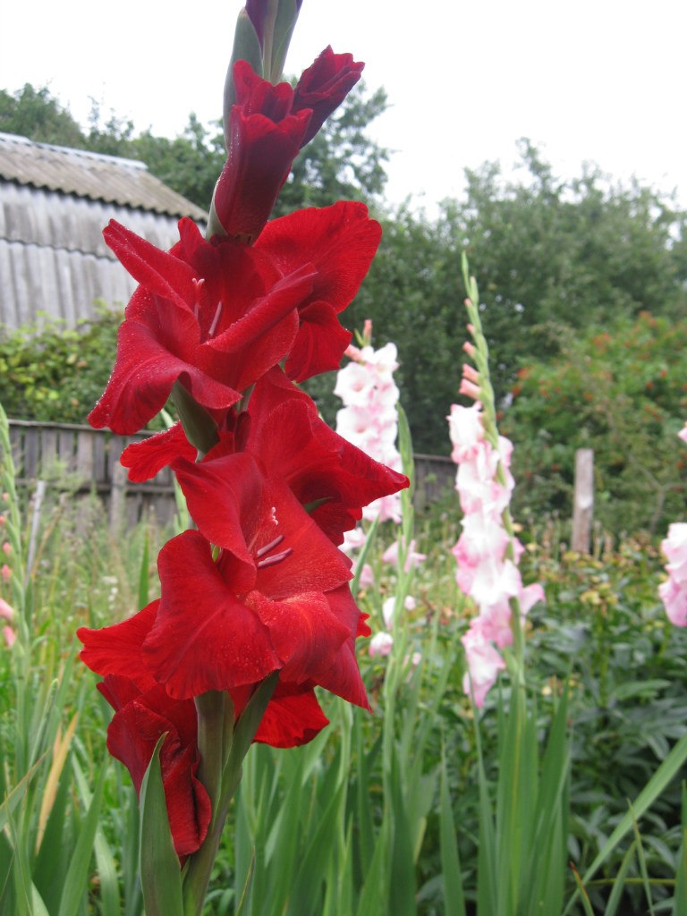 Оксана Гончарова | Санкт-Петербург