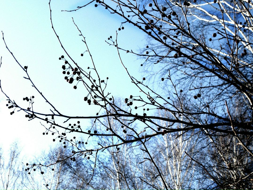 Алёнка Ченина | Новосибирск