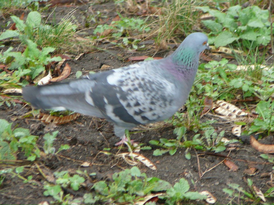 Серж Горшков | 