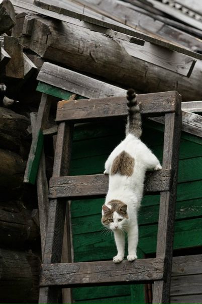 №40, Дина Лиманова, 40 лет №40, Дина Лиманова, 40 лет