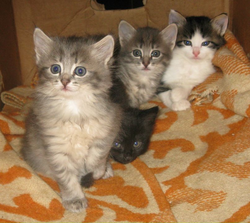 Виктория Терешкова | Борисов