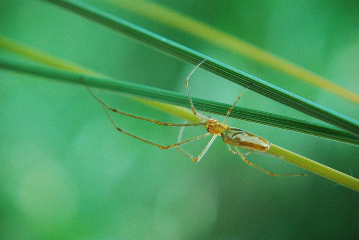 Геннадий Левит | Киев