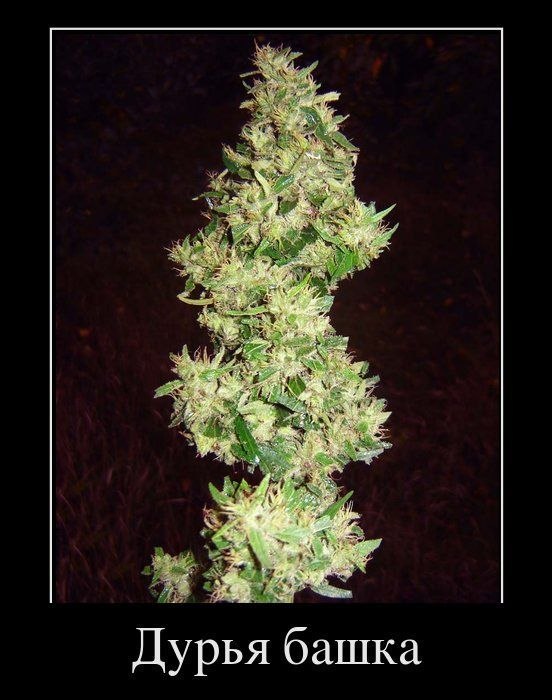 Александр Таворский | Николаев