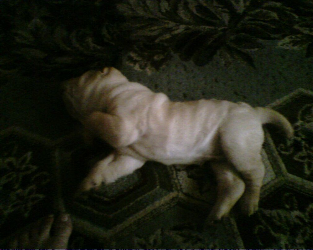 Олег Семечков VaAau | Санкт-Петербург