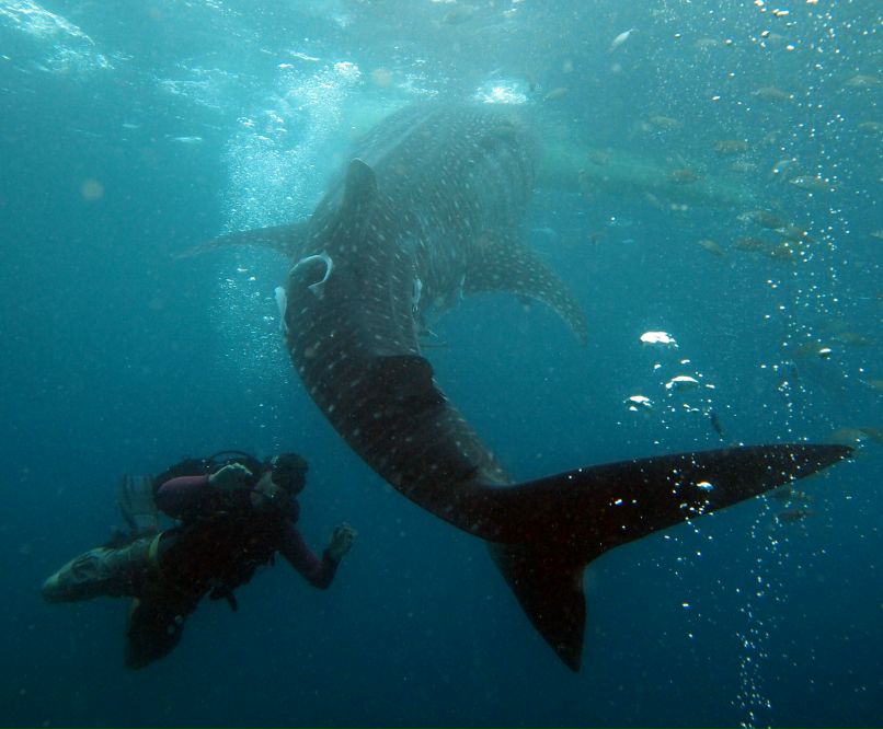 Эрик Аветисов | Panglao