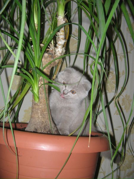 №22, Анютка Иванникова, Стаханов №22, Анютка Иванникова, Стаханов