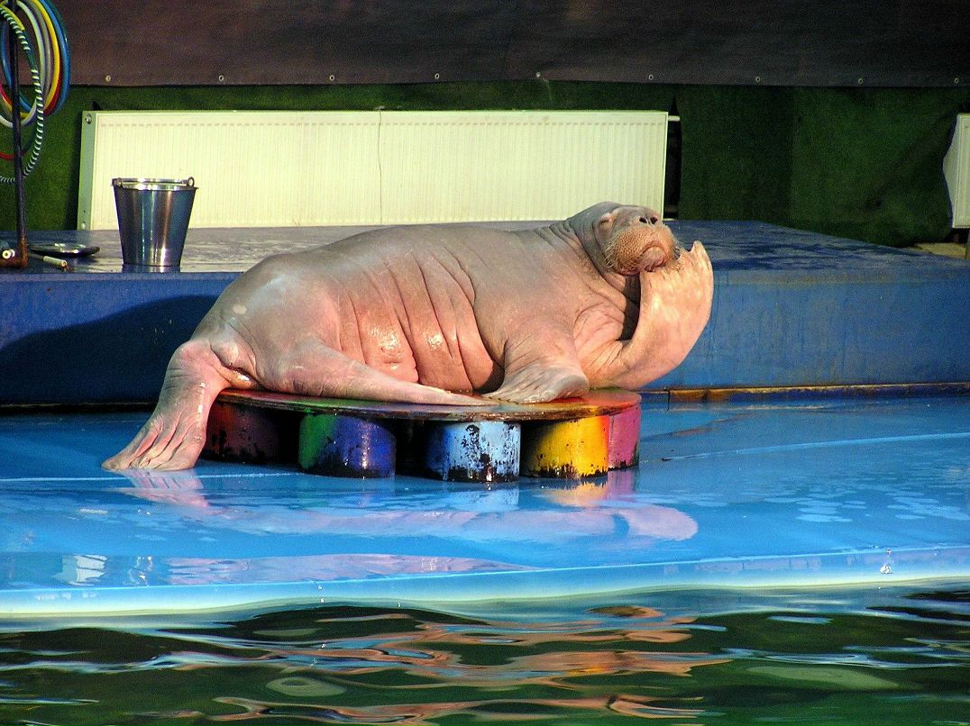 Александр Воробьев | Санкт-Петербург