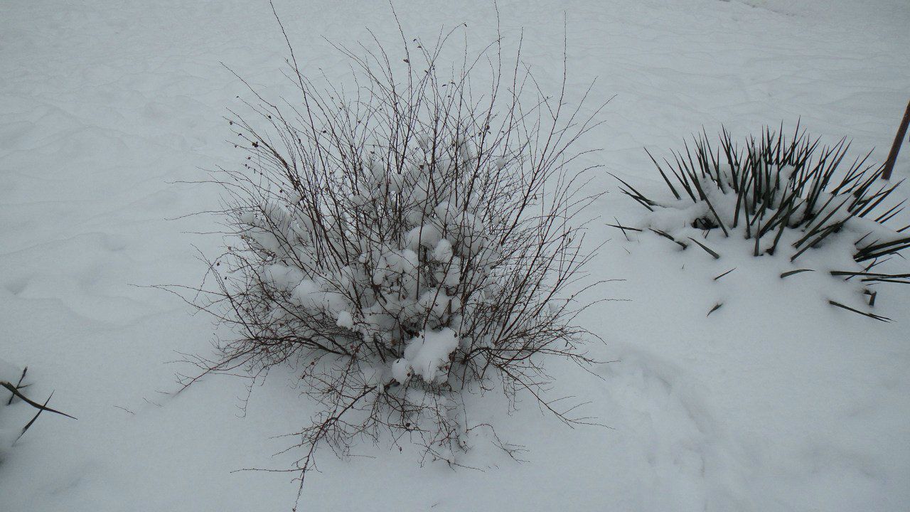 Дмитрий Павлов Butch | Краснодар
