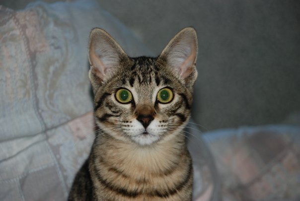 №1, Марина Миронова №1, Марина Миронова