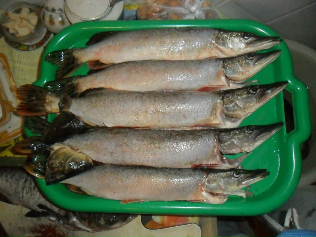 Василий Щерба | Винница