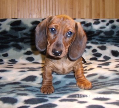 Nikolay Semenov | Киев