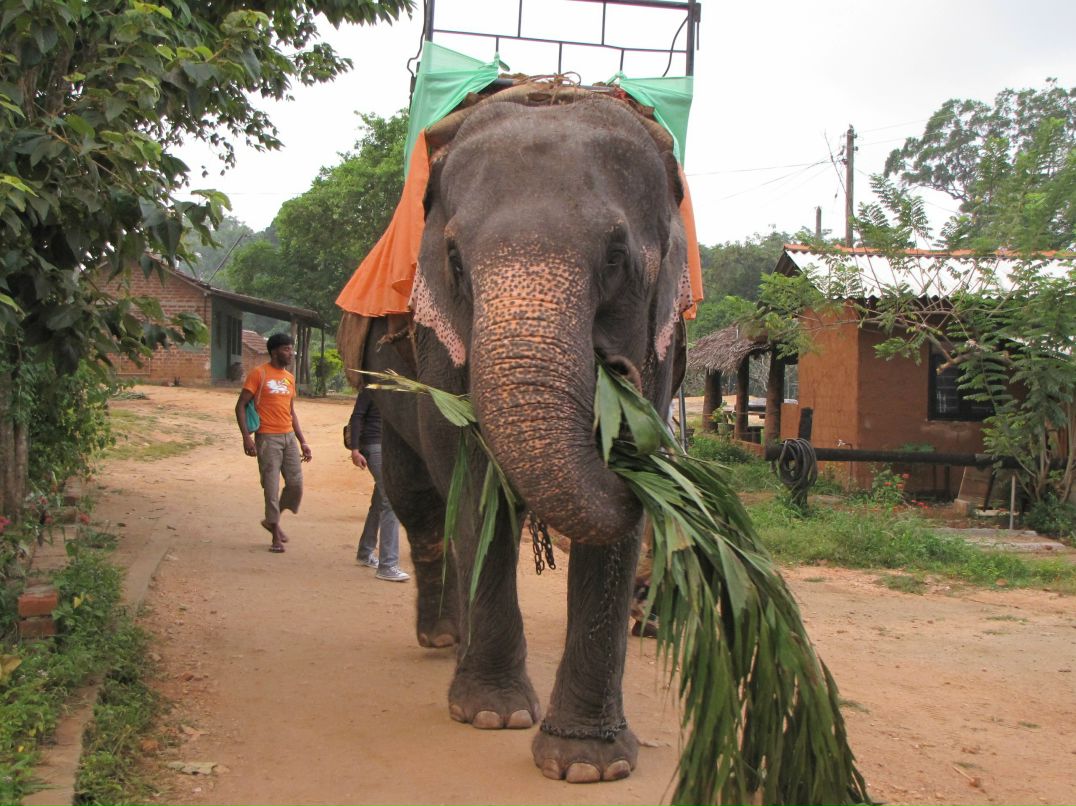 Елена Реснайс | Санкт-Петербург