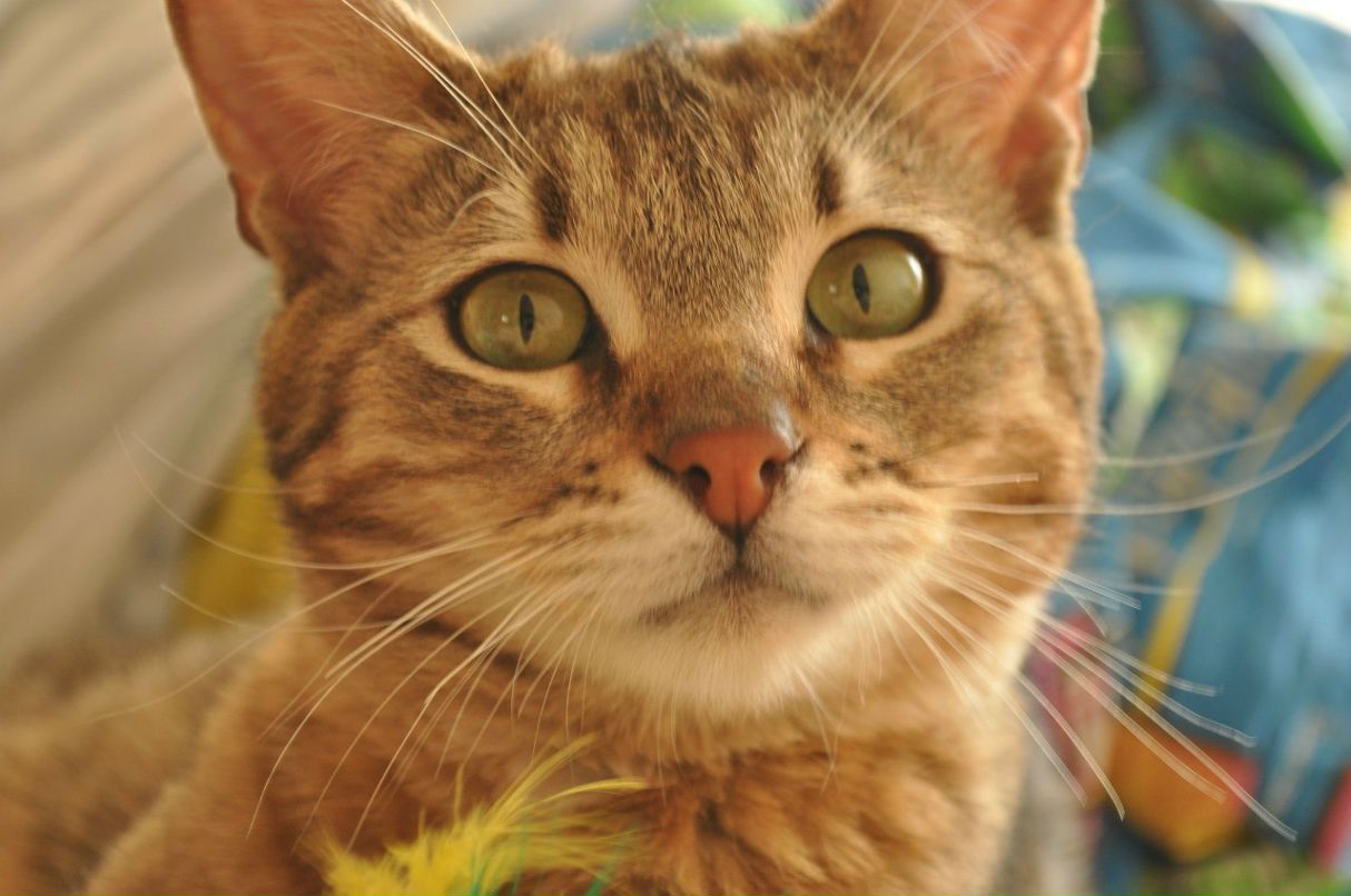 Константин Рагулин | Москва