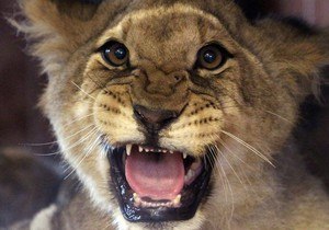 Аня Петрова | Germantown