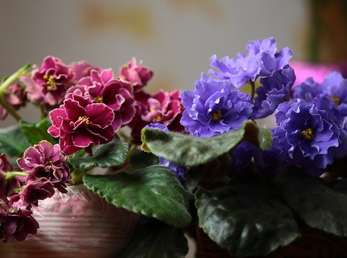 Елена Новикова | Москва