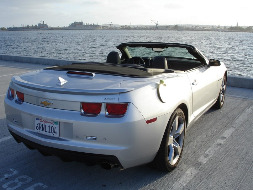 Лягуха Зырящая | Санкт-Петербург