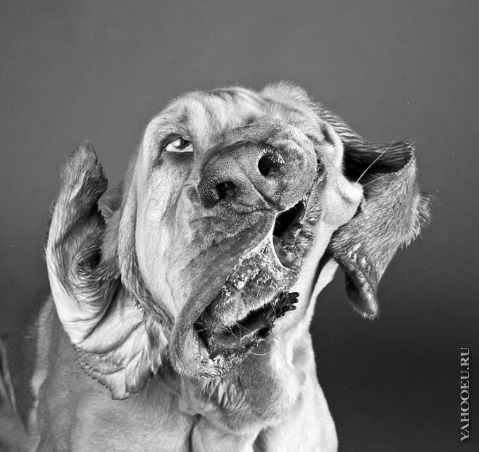 Айдос Омаров -= МЯСНИК =- | Алматы