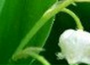 Елена Запорожец | Берислав