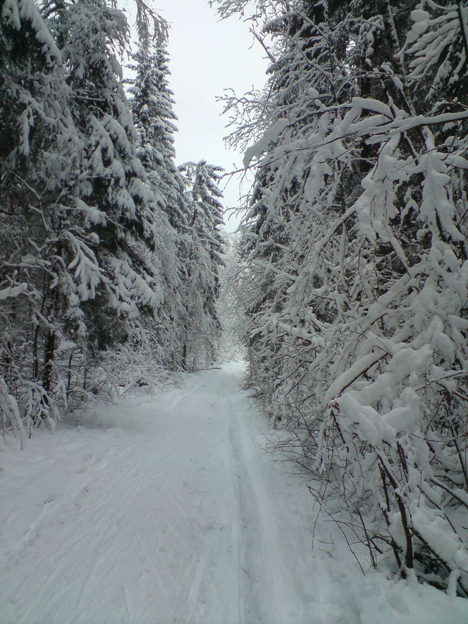 Дмитрий Шедогубов | Раменское