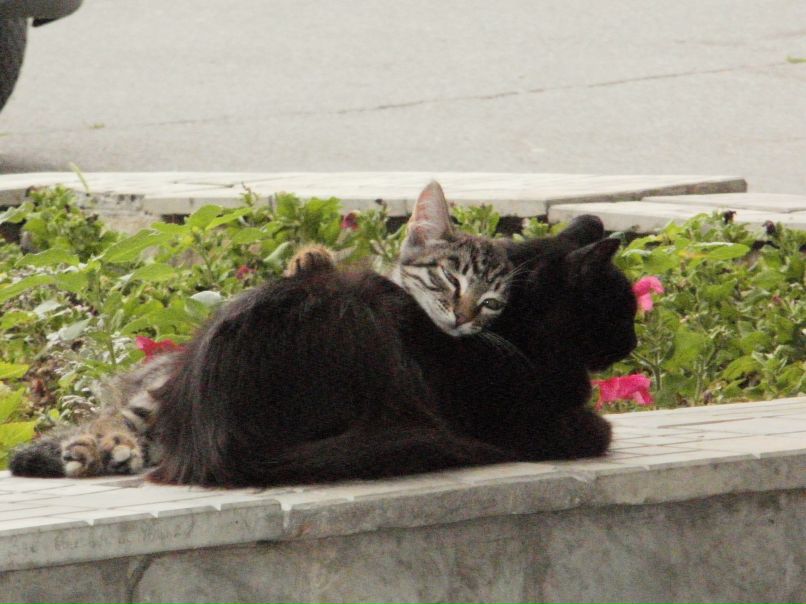 Василиса Фелькер | Нижний Новгород