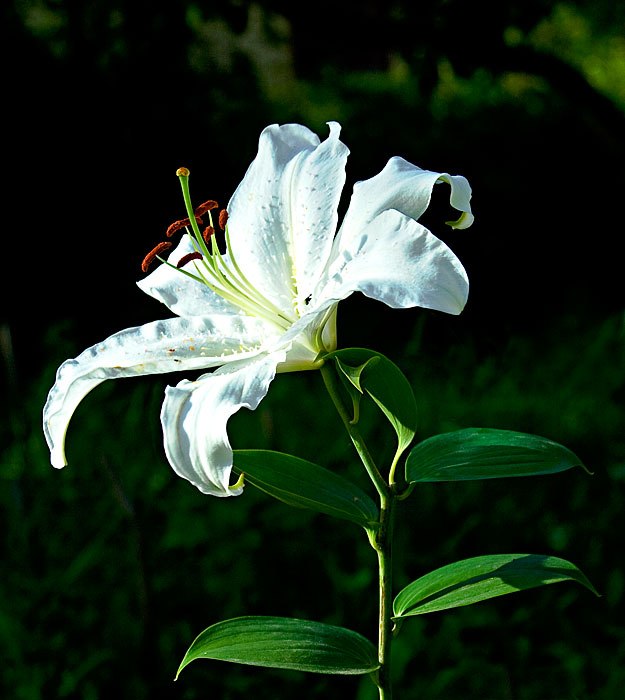 Александр Симагин | Москва