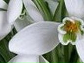 Таня Хроменкова | 