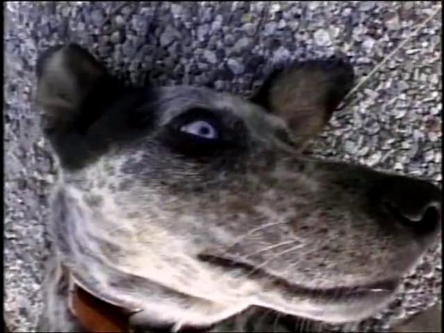 Ванек Марков | 