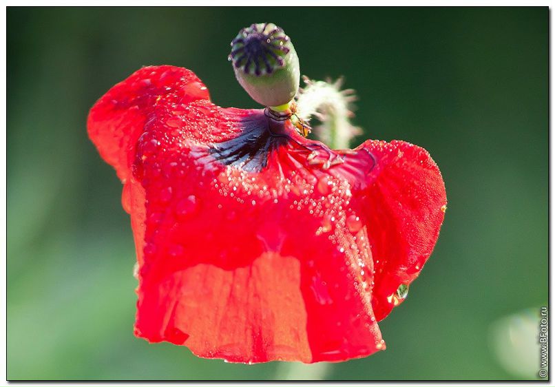 Таня Курбан † | Гагарин