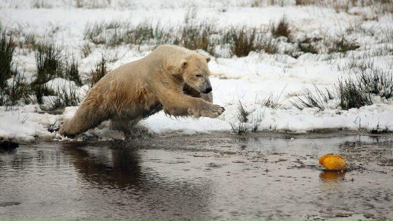 Андрей Межонов | Великий Новгород