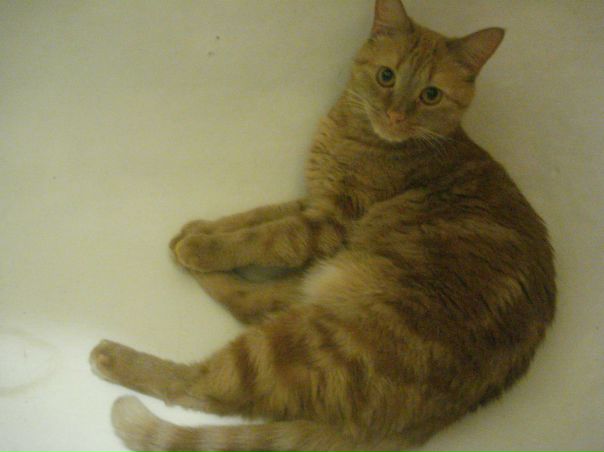 №28, Светлана, Тольятти №28, Светлана, Тольятти