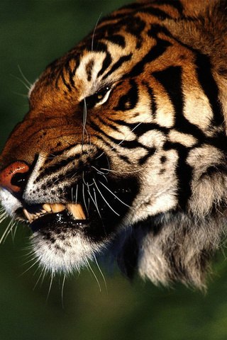 Анюта Рогачёва | Степовое / Орджоникидзе