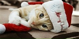 Фотография Соня Гарифуллина