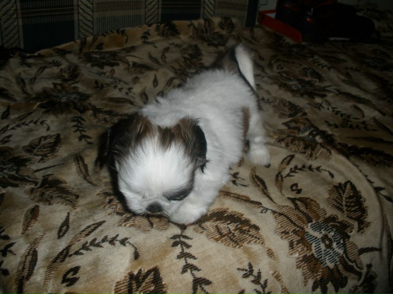 Светлана Артёмова | Челябинск