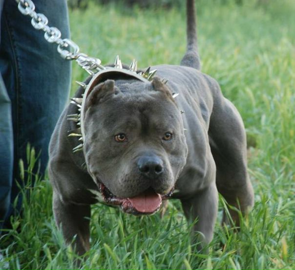 №6, Vitalik Zenkevich №6, Vitalik Zenkevich