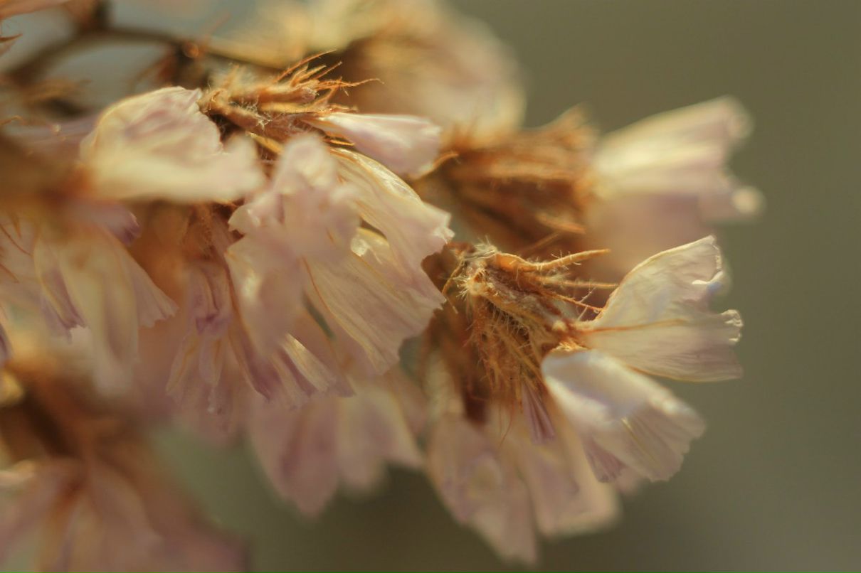 Анютка Перевозчикова | Санкт-Петербург