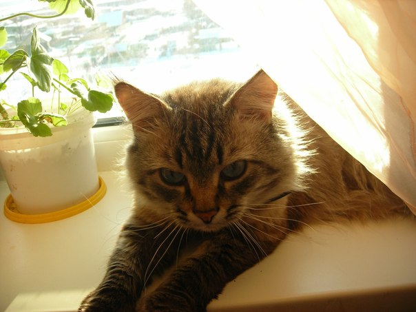 №2, Надежда Григорьева, 14.06.1954, Всеволожск №2, Надежда Григорьева, 14.06.1954, Всеволожск