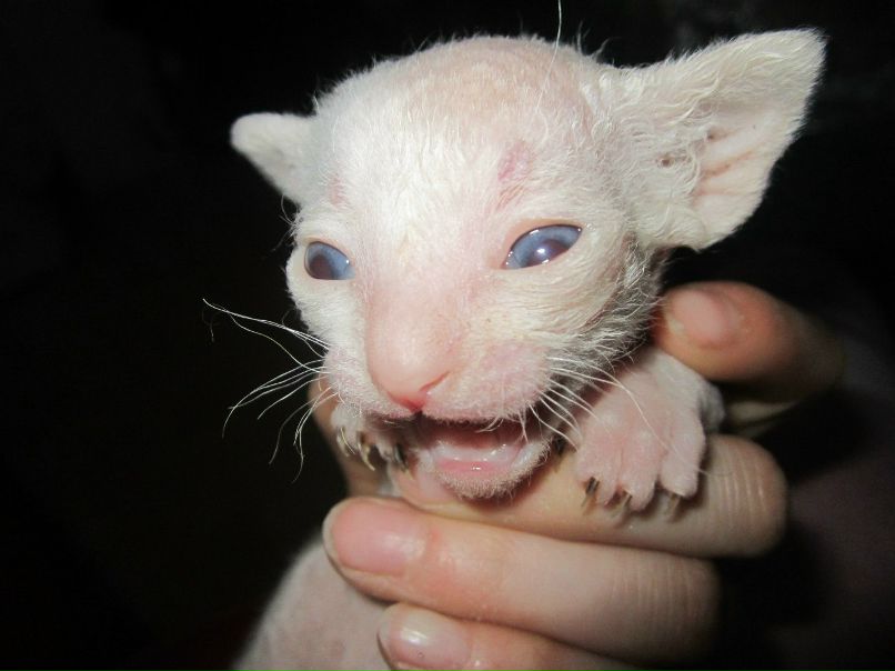 Лана Мацелевич | Санкт-Петербург