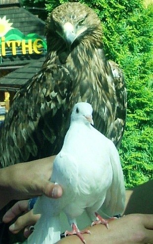 Наталья Гомола | Брест