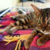 Аватар: Тата Beby