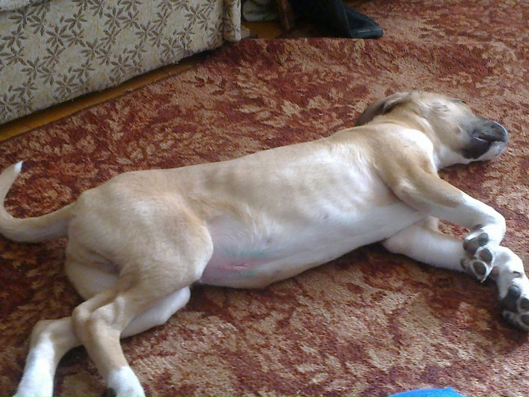 Светик Октябринская | Омск