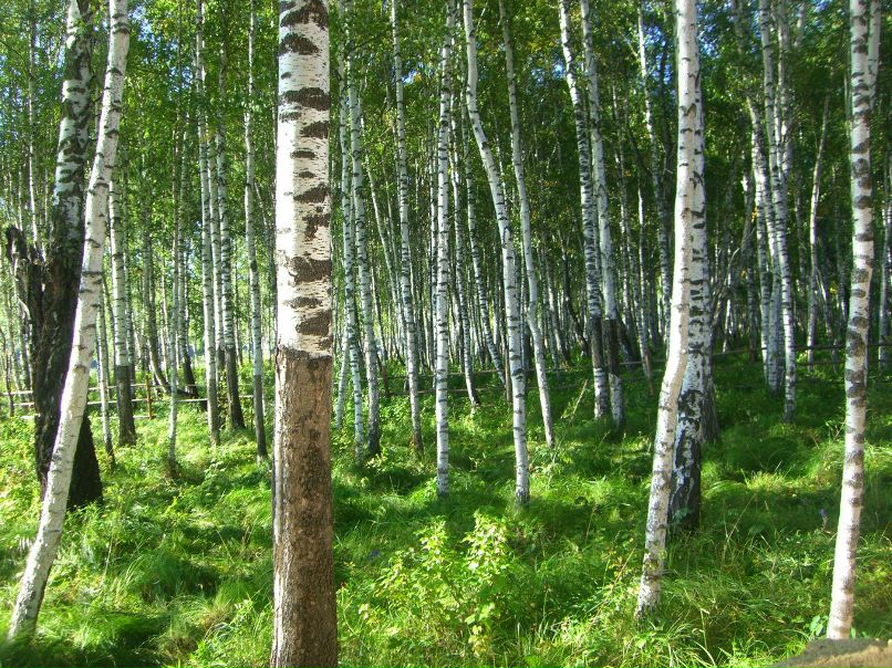 Максим Маков | Киселевск