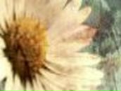 Таха Жура БрЮнЕтОчКа | Енакиево