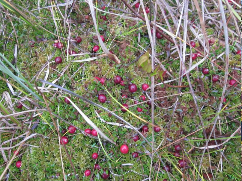 Павел Игнатьев [WolverinE] | Кудымкар