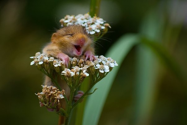 Ирина Черина | Керчь