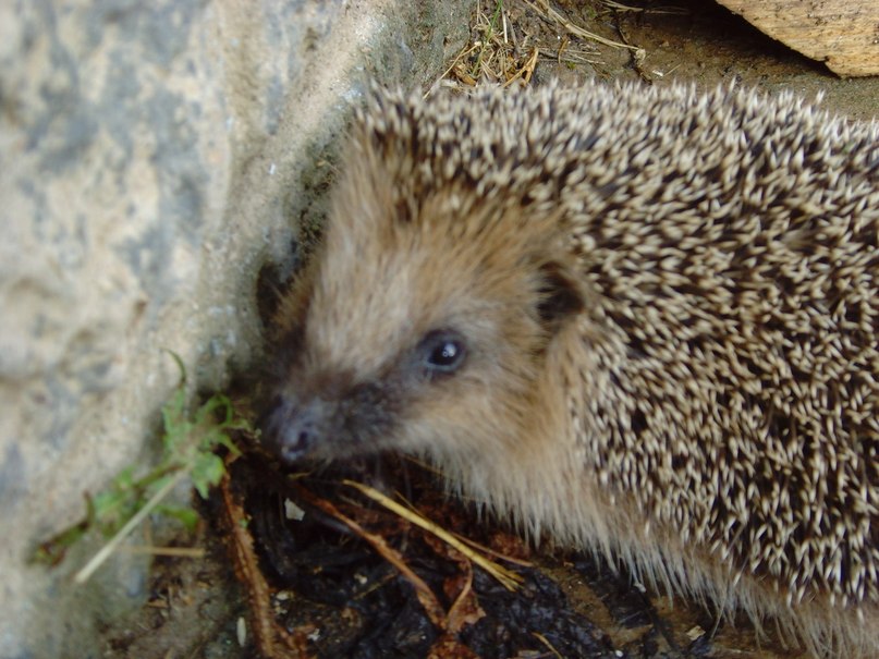 Вячеслав Швед ShveD | Москва