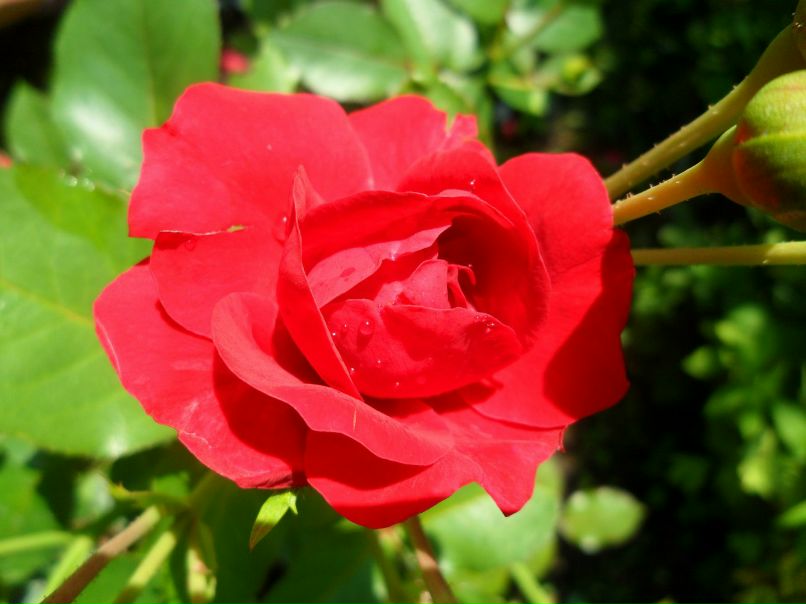 Наталия Власенко | Санкт-Петербург