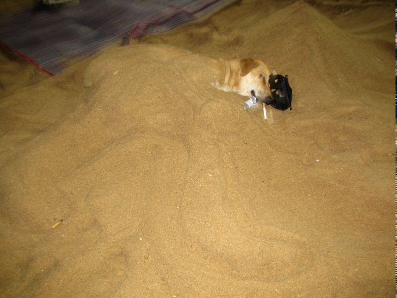 Женя Корягина | Ногинск