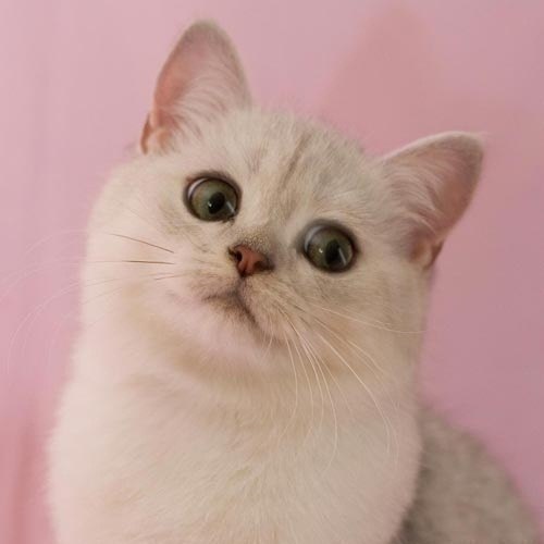 Шаолиньский Монах Спасибо за билет | 